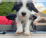 Small #2 Mutt
