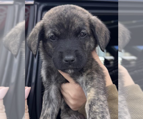 Medium Photo #3 Mutt Puppy For Sale in Brooklyn, NY, USA