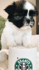 Shih Tzu Puppy for sale in ATLANTA, GA, USA