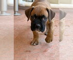 Small #1 Boxer