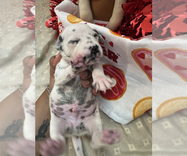 Medium Photo #1 Dalmatian Puppy For Sale in GREENSBORO, NC, USA