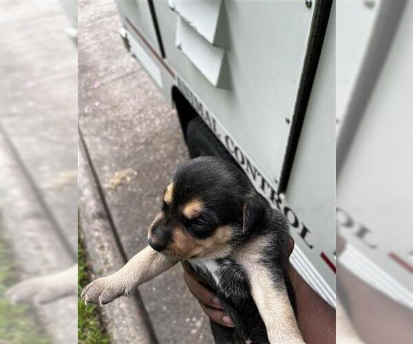Medium Photo #1 German Shepherd Dog-Unknown Mix Puppy For Sale in Houston, TX, USA
