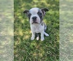 Puppy Lucy Faux Frenchbo Bulldog