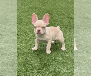 French Bulldog Puppy for sale in CORAL SPRINGS, FL, USA