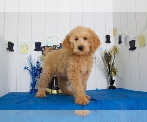Goldendoodle Puppy for sale in MOUNT VERNON, OH, USA