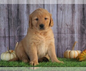 Golden Retriever Puppy for sale in FREDERICKSBG, OH, USA