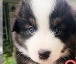 Puppy Light Pink Australian Shepherd