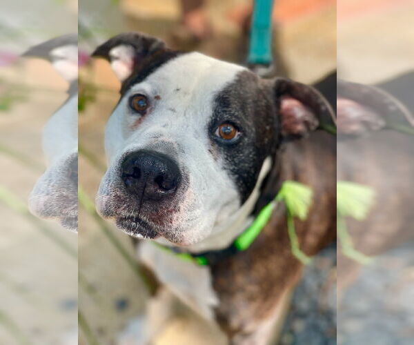 Medium Photo #14 Mutt Puppy For Sale in Mount Laurel, NJ, USA