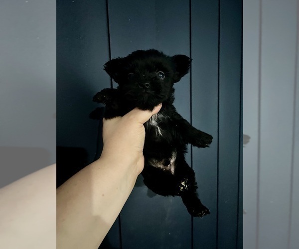 Medium Photo #5 Yorkshire Terrier Puppy For Sale in HAYWARD, CA, USA
