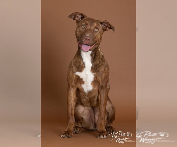 Medium Photo #5 Mutt Puppy For Sale in Claremore, OK, USA