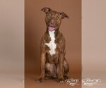 Small Photo #5 Mutt Puppy For Sale in Claremore, OK, USA