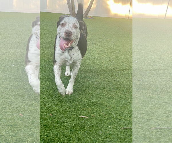 Medium Photo #25 Mutt Puppy For Sale in Pompano Beach , FL, USA