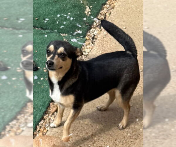 Medium Photo #1 Chiweenie Puppy For Sale in Wakefield, RI, USA