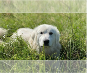 Mother of the Great Pyrenees puppies born on 02/20/2023