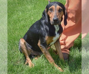 Trotter - Male Black and Tan Coonhound-Unknown Mix Dog for Adoption - Photo #4
