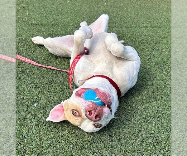 Medium Photo #15 American Bulldog-Unknown Mix Puppy For Sale in Canton, CT, USA