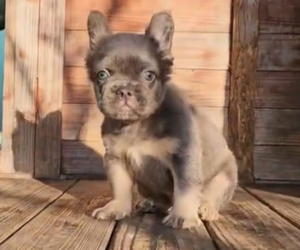 French Bulldog Puppy for sale in LONG BEACH, CA, USA