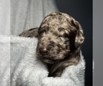 Small #4 Goldendoodle