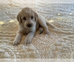 Puppy 4 Bordoodle
