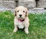 Small Photo #10 Australian Labradoodle Puppy For Sale in RICHLAND, WA, USA