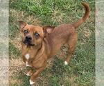 Small #3 Chiweenie