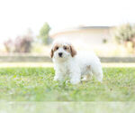 Small Photo #4 Maltipoo Puppy For Sale in WARSAW, IN, USA