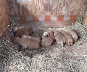 Golden Retriever Puppy for sale in MILES, TX, USA