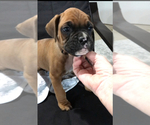 Small #1 Boxer