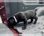 Small Photo #13 Cane Corso Puppy For Sale in SAINT JOSEPH, MO, USA