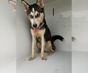 Huskies -Unknown Mix Dogs for adoption in Houston, TX, USA