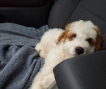 Small #8 Bernedoodle (Miniature)