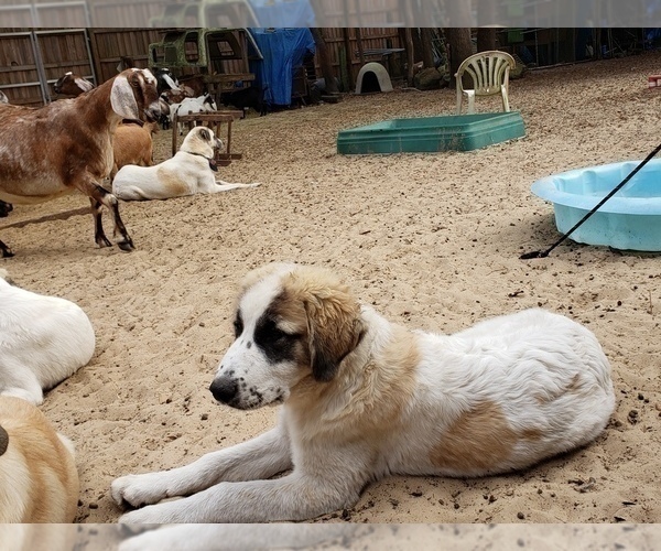 Medium Photo #11 Anatolian Shepherd-Maremma Sheepdog Mix Puppy For Sale in LECANTO, FL, USA