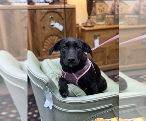 Medium Photo #4 Labrador Retriever-Unknown Mix Puppy For Sale in Mundelein, IL, USA