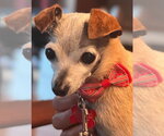 Small Chiweenie