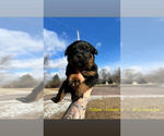 Puppy Yellow Rottweiler