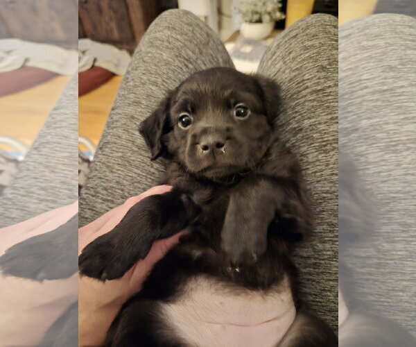Medium Photo #4 Labrador Retriever-Unknown Mix Puppy For Sale in Holly Springs, NC, USA