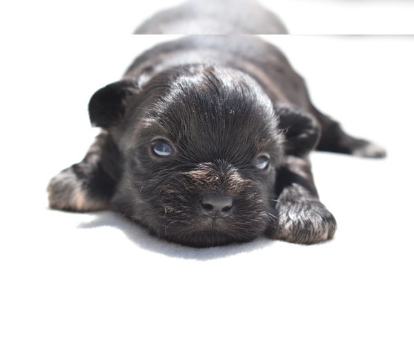 Medium Photo #3 Shih Aussie Puppy For Sale in PALM COAST, FL, USA