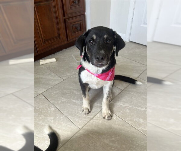 Medium Photo #1 Labrador Retriever-Unknown Mix Puppy For Sale in Houston, TX, USA