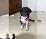 A663706 - Female Labrador Retriever-Unknown Mix Dog for Adoption - Small photo
