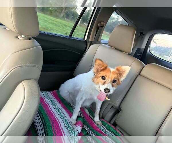 Medium Photo #1 Pomeranian-Unknown Mix Puppy For Sale in Aurora, IN, USA