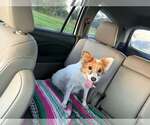 Candi - Female Pomeranian-Unknown Mix Dog for Adoption - Small photo