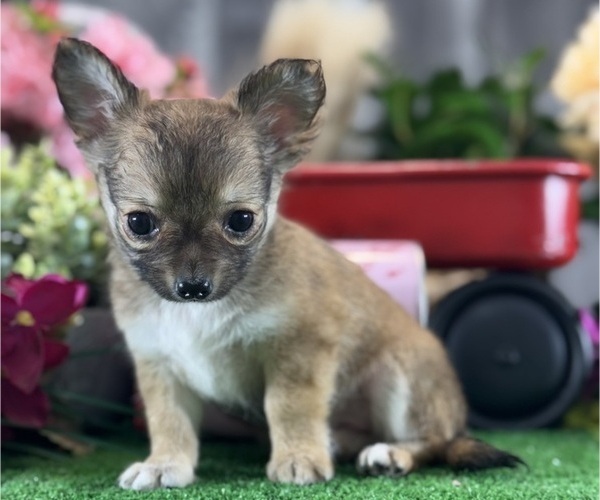 Medium Photo #4 Chihuahua Puppy For Sale in CANOGA, NY, USA