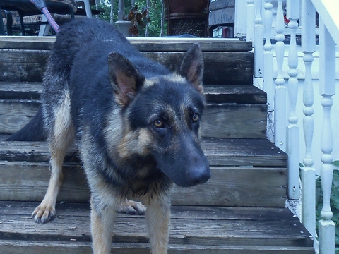 Medium Photo #1 German Shepherd Dog Puppy For Sale in TAYLORS, SC, USA