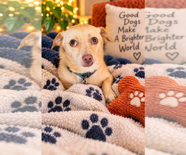 Medium Photo #2 Chihuahua Puppy For Sale in Menifee, CA, USA