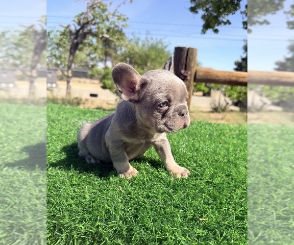 Medium Photo #5 French Bulldog Puppy For Sale in NEWPORT BEACH, CA, USA