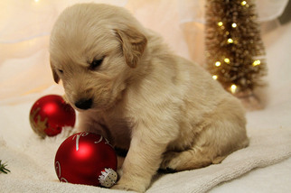 Golden Retriever Puppy for sale in GAINESVILLE, GA, USA