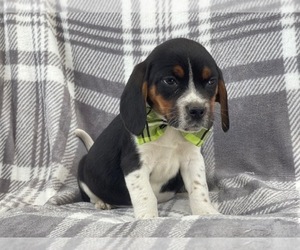 Beagle Puppy for sale in LAKELAND, FL, USA