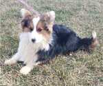 Small Pembroke Welsh Corgi