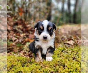 Miniature Australian Shepherd Puppy for sale in SANDOWN, NH, USA