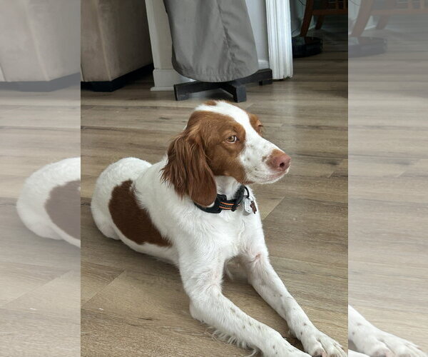 Medium Photo #5 Brittany Puppy For Sale in Curwensville, PA, USA